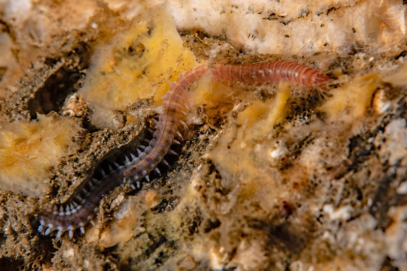 Polychaete%20worm%20DSC_6115-L.jpg Polychaete%20worm%20DSC_6115-L.jpg