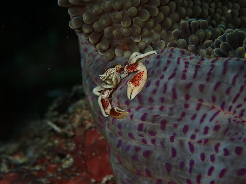 PORCELAIN CRAB.jpg