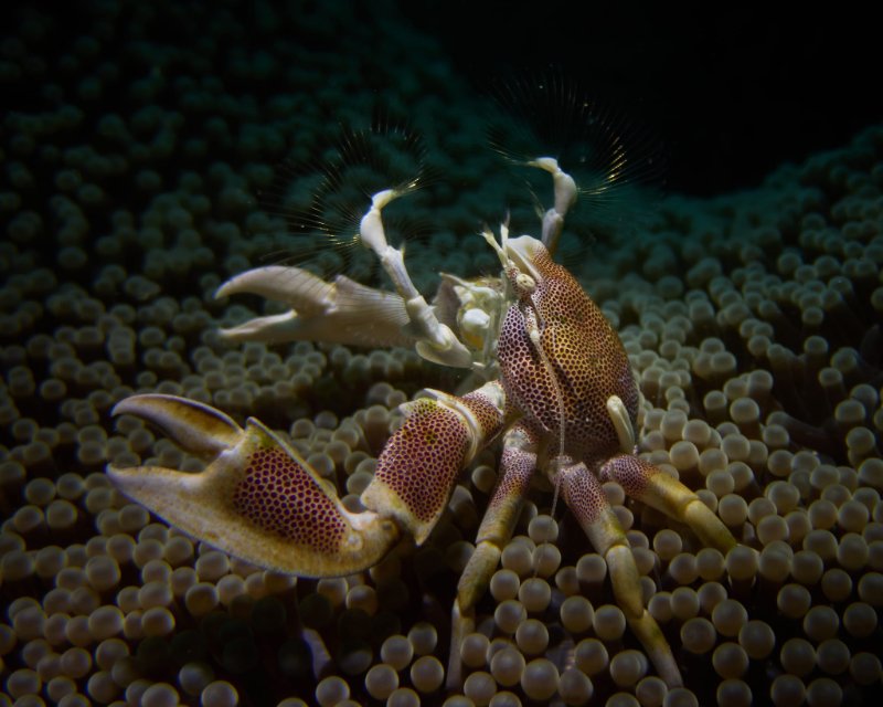 PORCELAIN CRAB.jpg