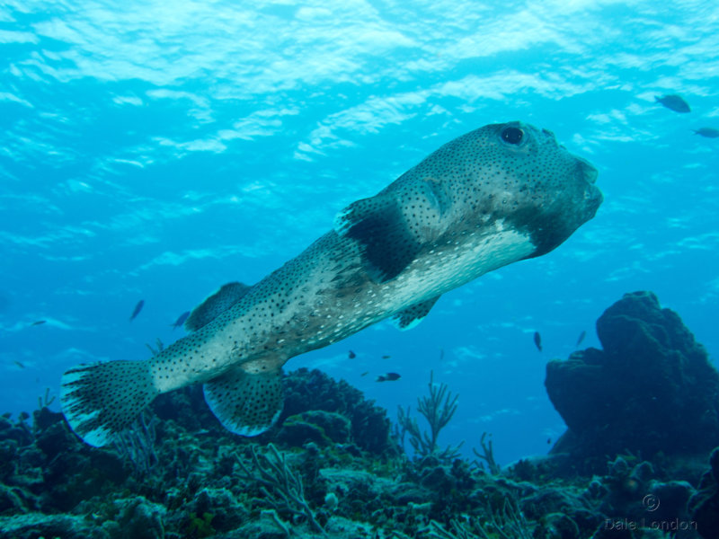 Porcupine fish 001 Coz Oct 2018c.jpg