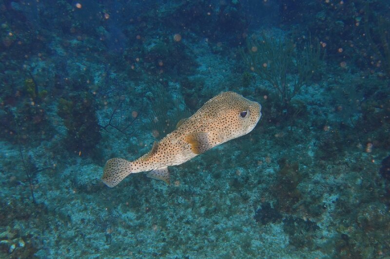 PorcupineFish.JPG