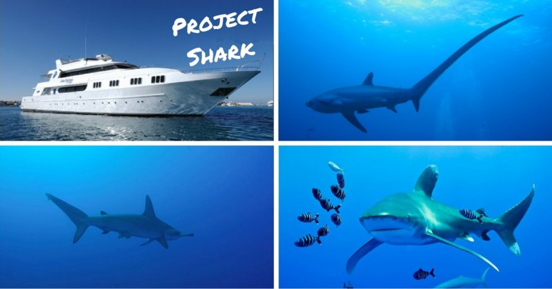 project shark red sea master.jpg