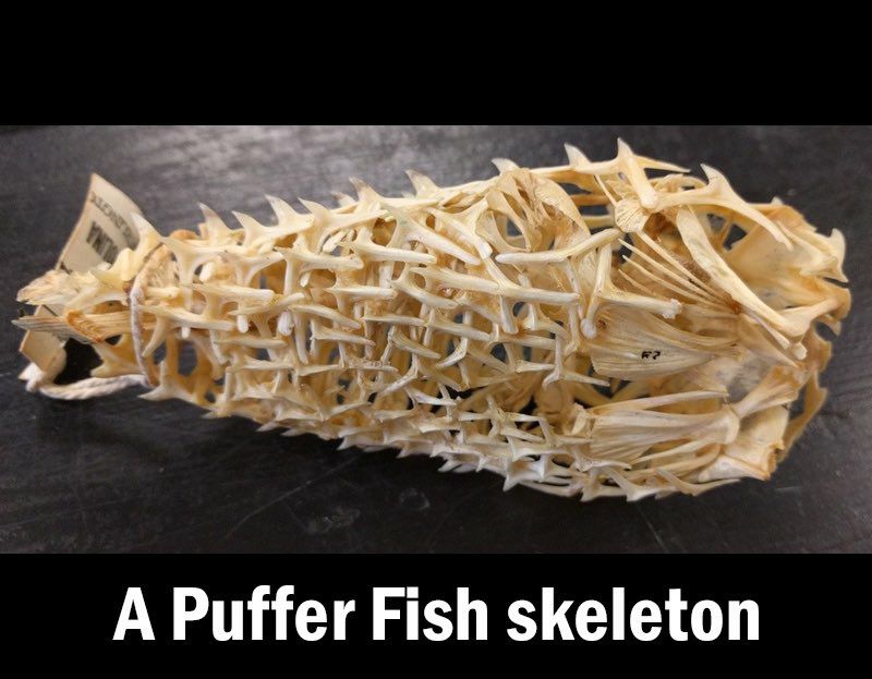 Pufferfish skeleton.jpg