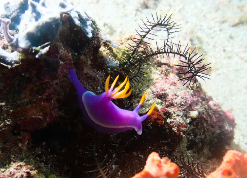 purple nudi.jpg