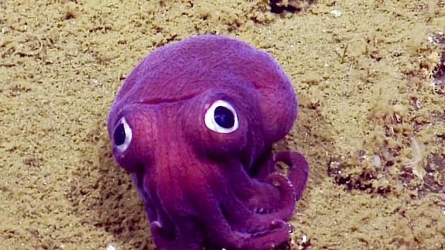 purple-squid.jpg
