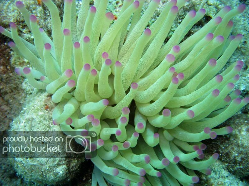 PurpleAnenome.jpg PurpleAnenome.jpg