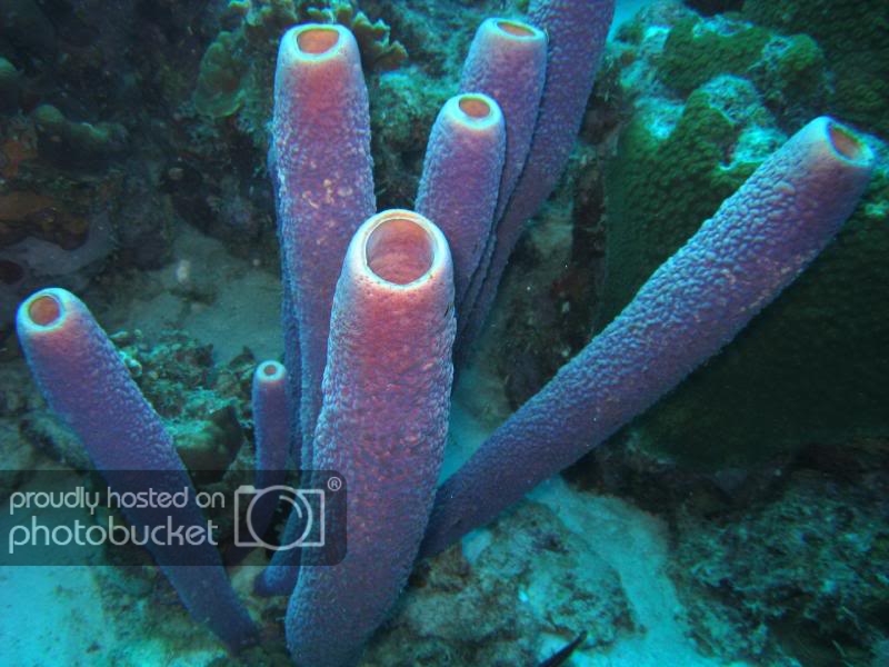 purplesponges.jpg purplesponges.jpg