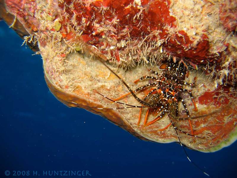 radar-spotted_lobster.jpg