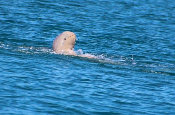 rare-snubfin-dolphin-150921.jpg rare-snubfin-dolphin-150921.jpg
