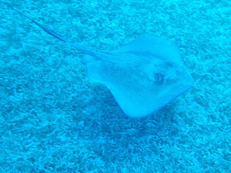 ray.jpg ray.jpg