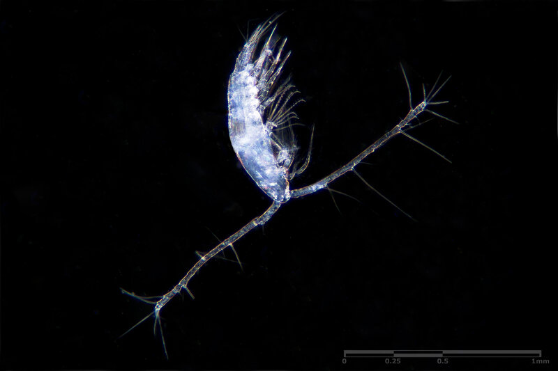 Red Sea Plankton- 02.jpg
