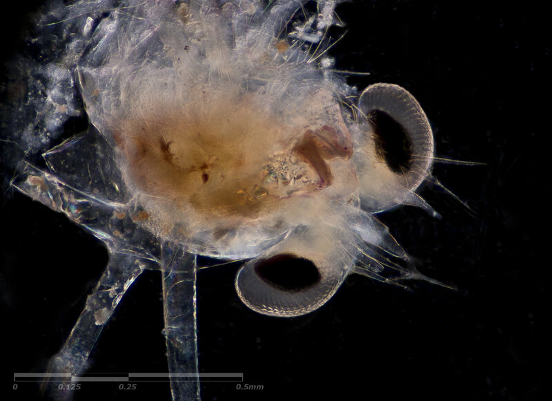Red Sea Plankton- 05.jpg