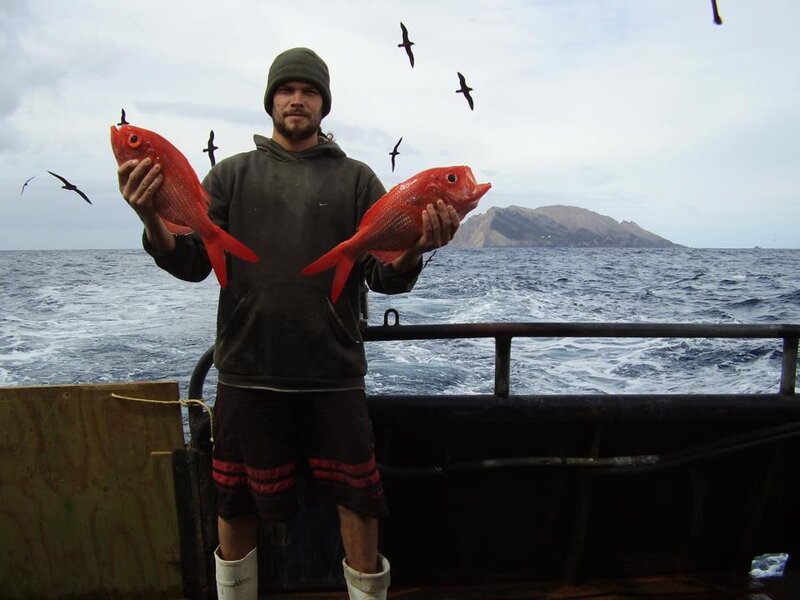 red-snapper-nannygai-commfish.jpg