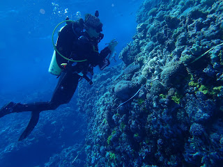 reef-life-survey.jpg