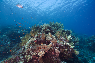 REEF.png