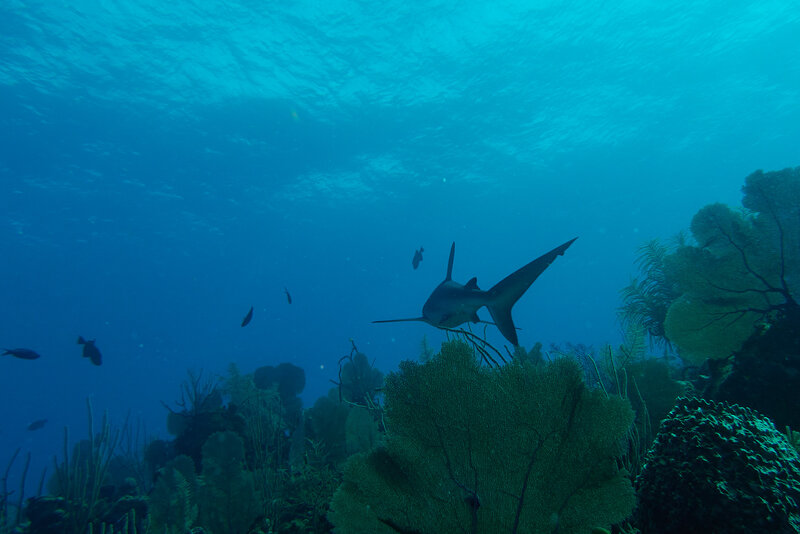 Reef Shark from Behind.jpg