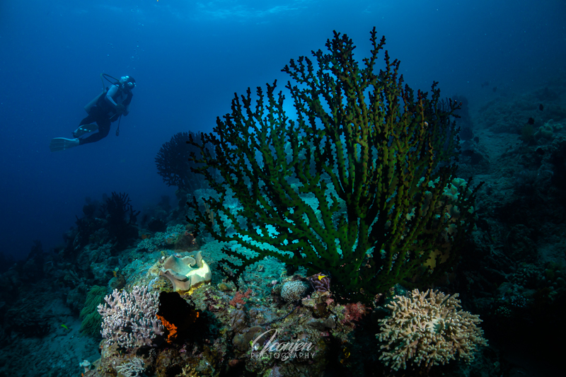 reefscape-sarangani-bay-maasim-philippines-25.jpg