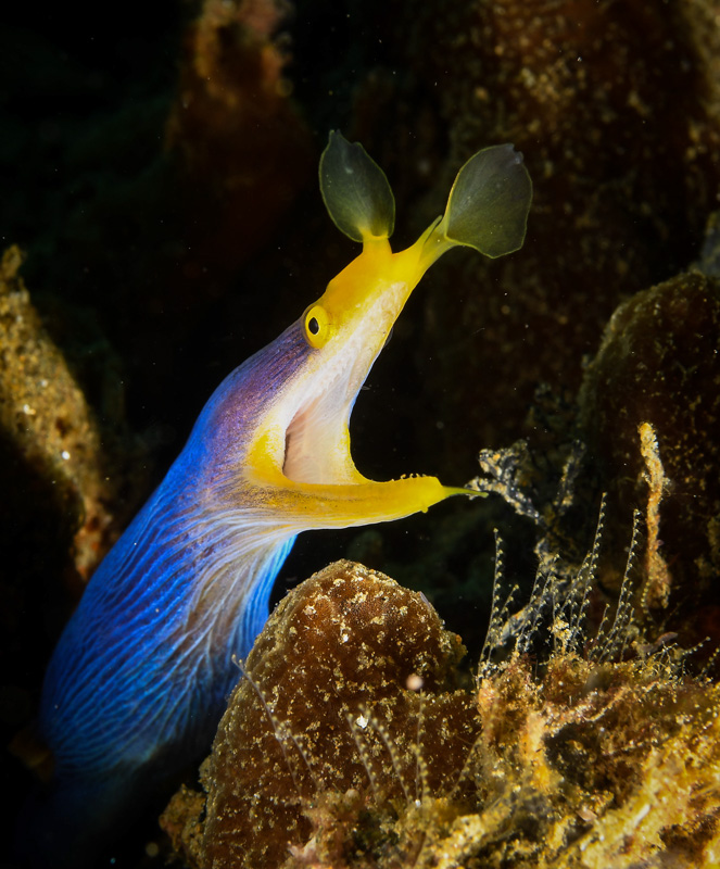 Ribbon eel-Ambon-2018-4432.jpg Ribbon eel-Ambon-2018-4432.jpg