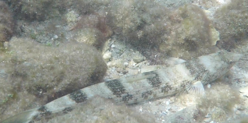 sanddiver:lizardfish? .png