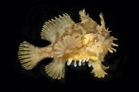 Sargassum-Frogfish-1-457x305.jpg