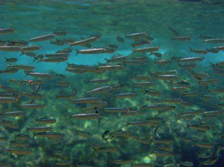 school-sardines.jpg