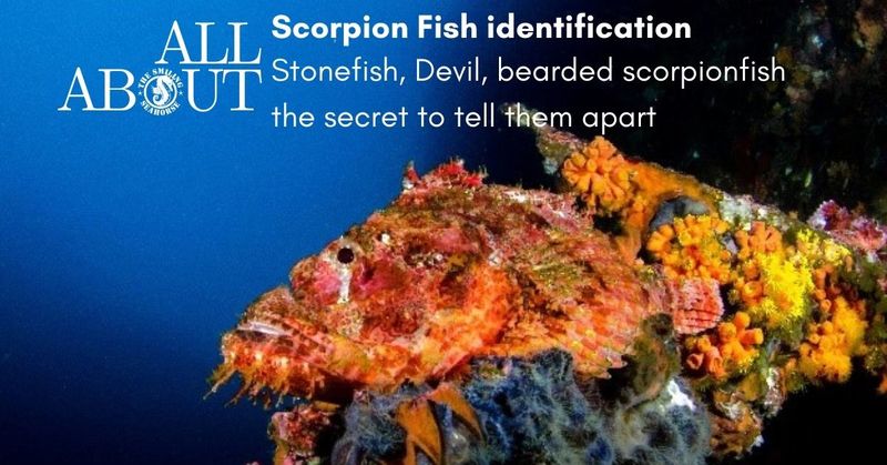 scorpionfish-identification_orig.jpg
