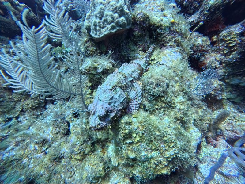 Scorpionfish.jpg