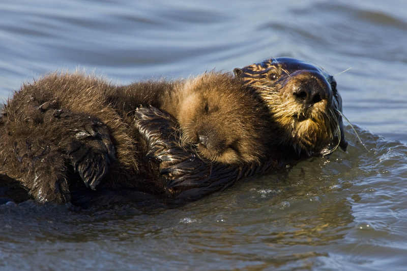 sea-otter-mothers-s2048x1366-p.jpg