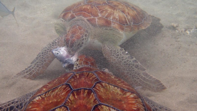 sea turtle battle.jpg
