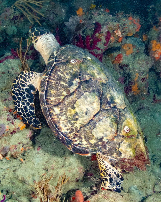 Sea Turtle on the coral bottom.jpg
