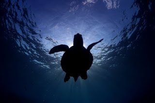 sea-turtle-silhouette.jpg