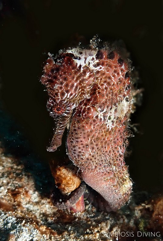 Seahorse.jpg Seahorse.jpg