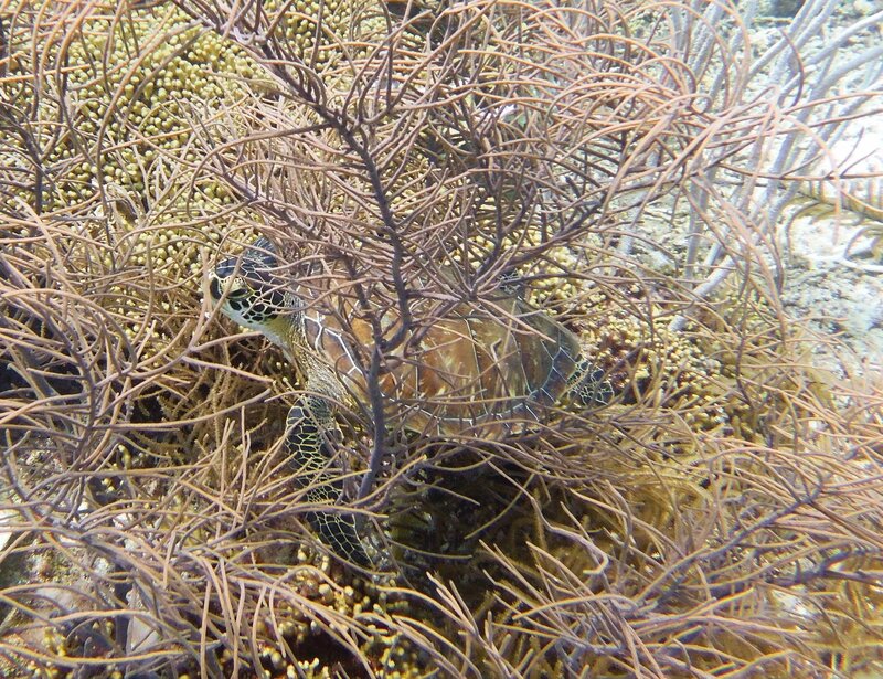 Sealife3.jpg Sealife3.jpg