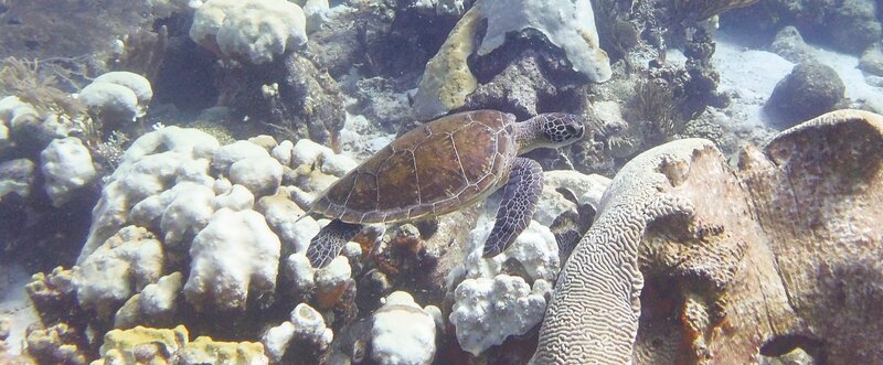 Sealife4.jpg Sealife4.jpg