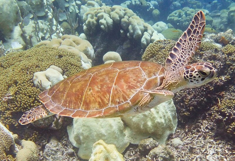 Sealife5.jpg Sealife5.jpg