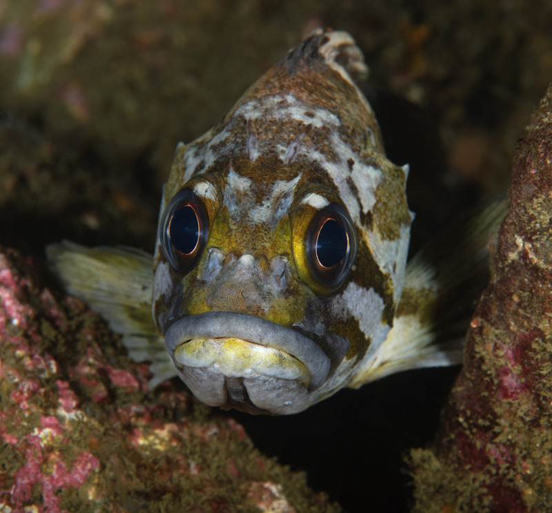 Sebastes%20carnatus%20Gopher%20Rockfish_zpsdjzsfove.jpg Sebastes%20carnatus%20Gopher%20Rockfish_zpsdjzsfove.jpg