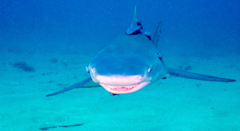 Shark Closeup Frame centered head on (1 of 1).jpg