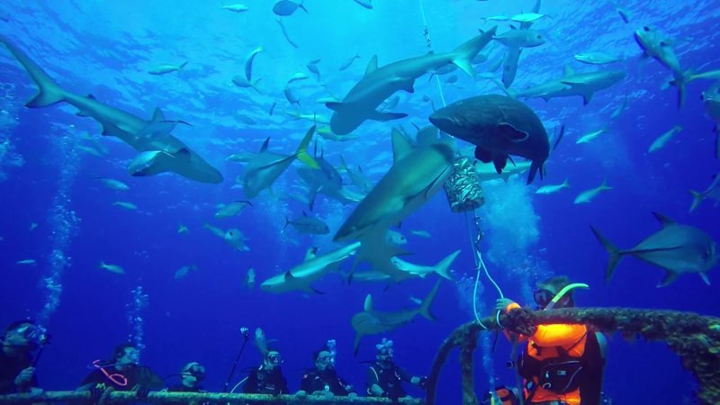 Shark Feed Dive.jpg