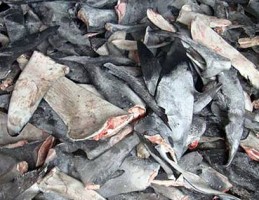 Shark-Fins1-259x200.jpg Shark-Fins1-259x200.jpg