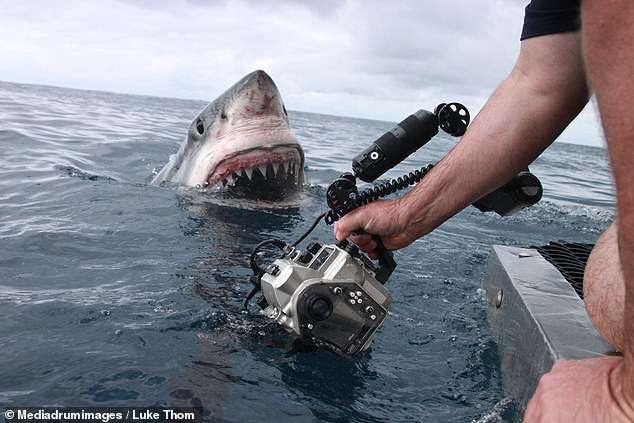 Shark photographer pic.jpg