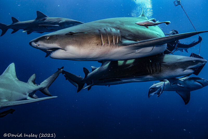 Shark11.jpg