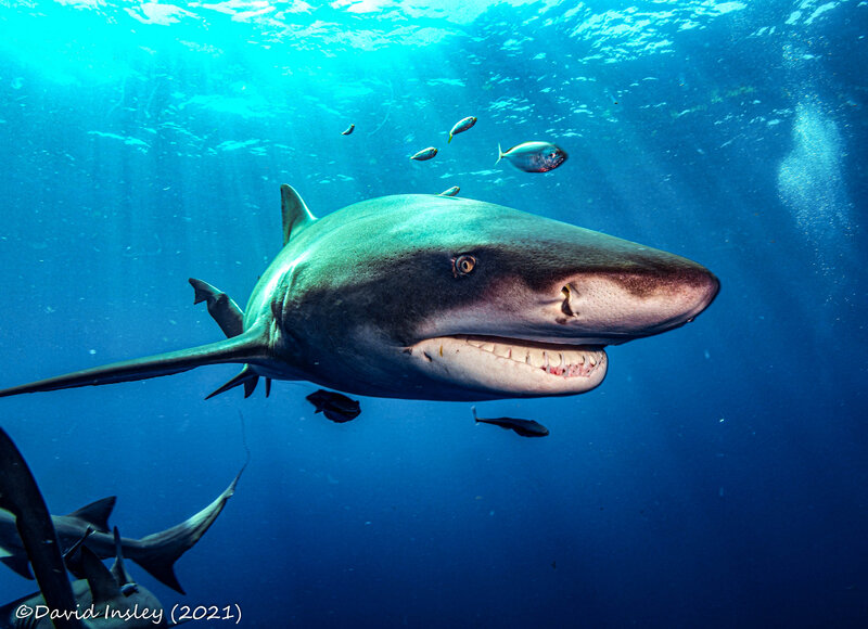 shark15.jpg