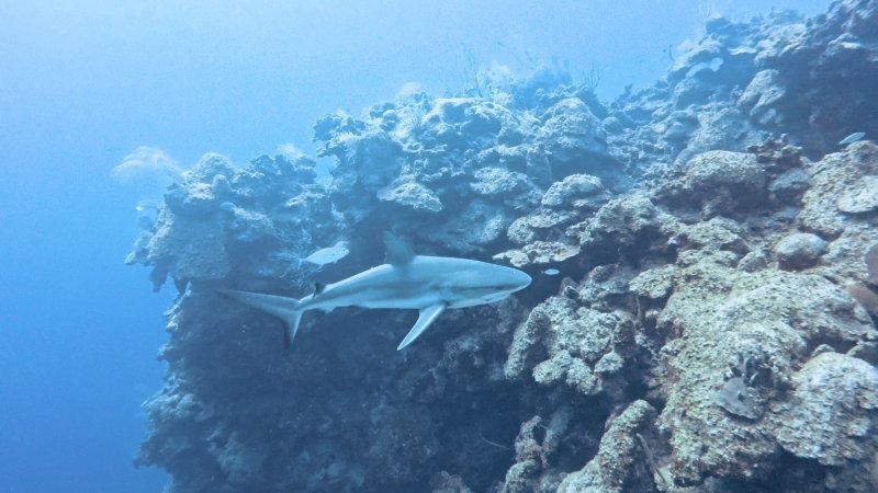 Shark2.jpg