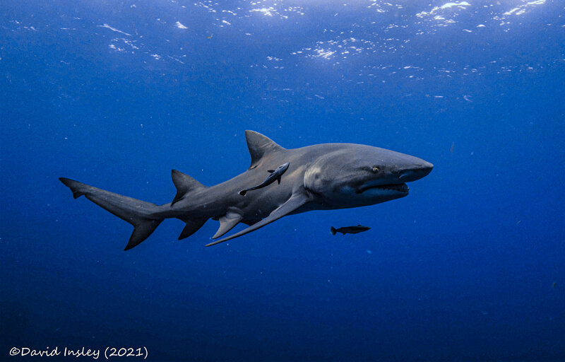 Shark9.jpg