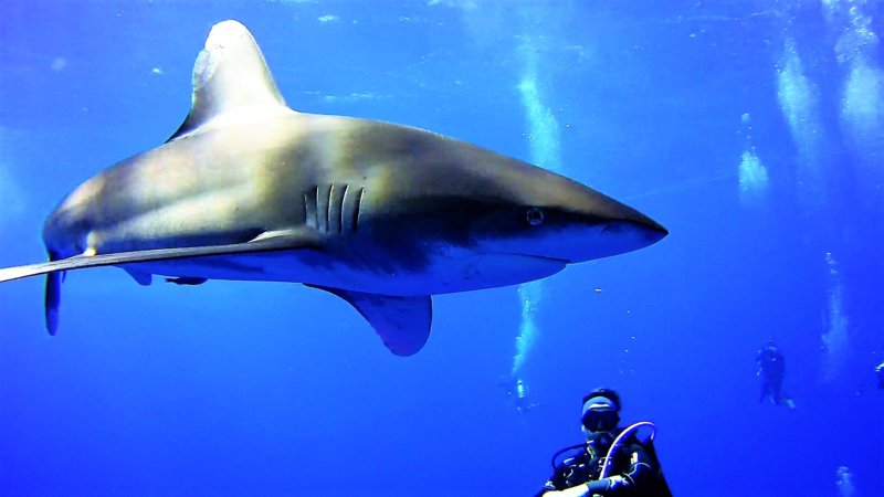 Sharkey--Red Sea.jpg