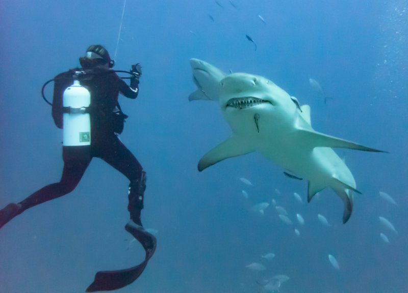 Sharks greeting Anne on splash Jupiter Wreck Trek.jpg