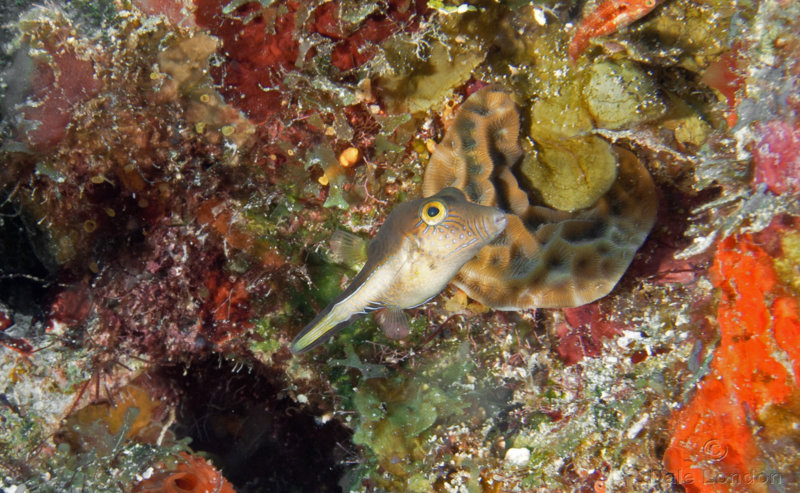 Sharpnose puffer 001 Coz Oct 2018c.jpg