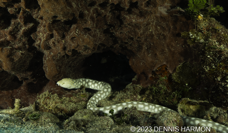 Sharptail Eel (1 of 1).png