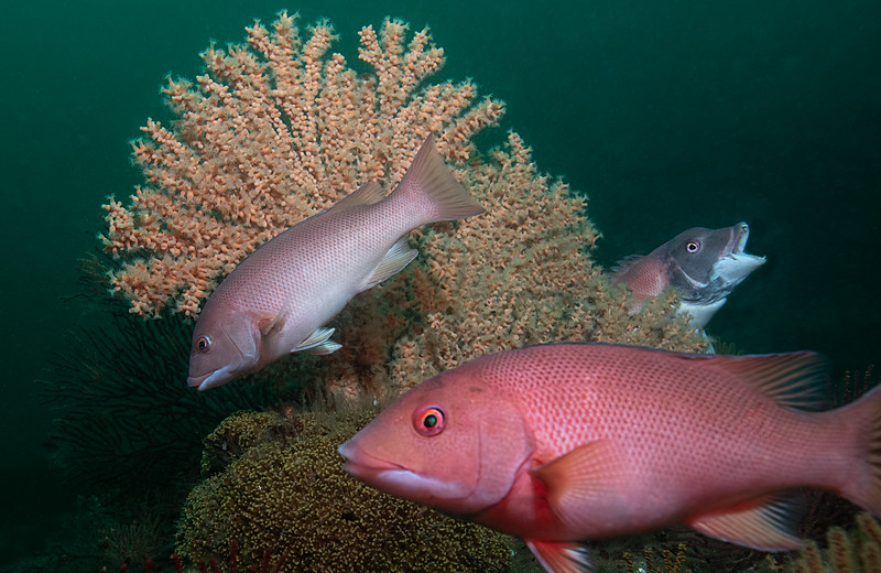 Sheephead%20DSC_6263-L.jpg Sheephead%20DSC_6263-L.jpg