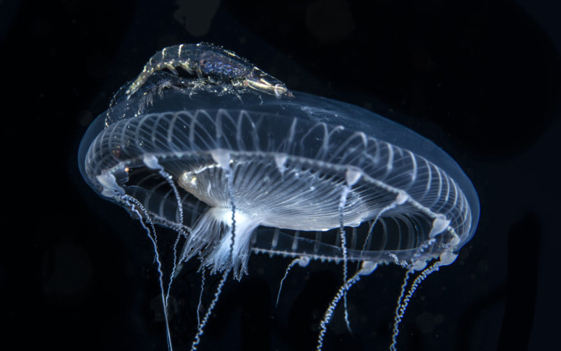 shrimplarvae_jellyfish.jpg